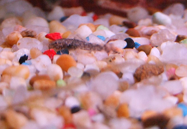 Little Catfish