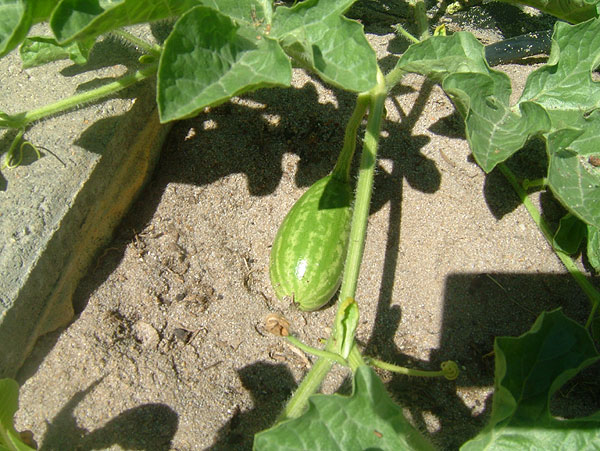 small melon