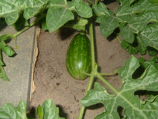 Small melon