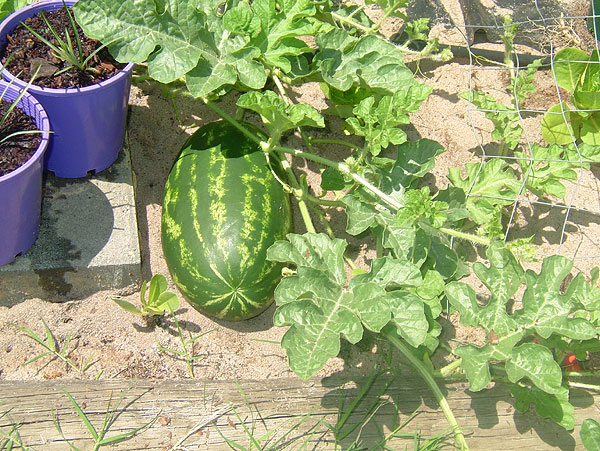 growing melon