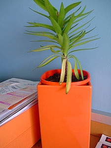 Orange Vase