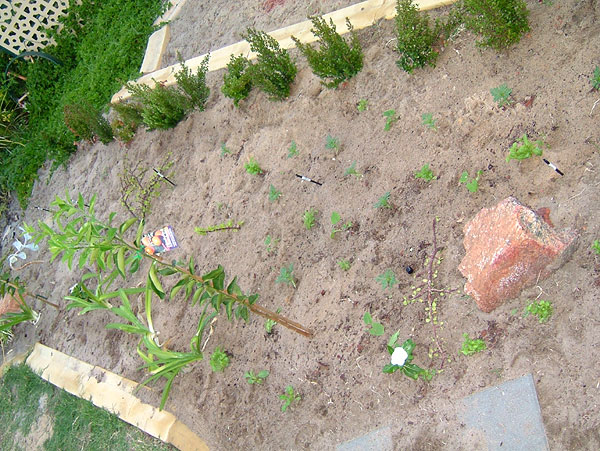 The garden bed