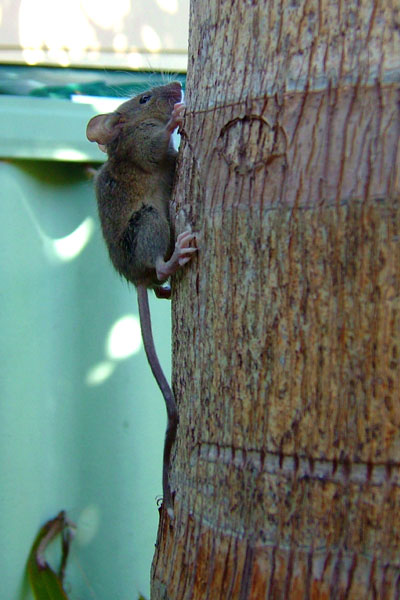 Mouse