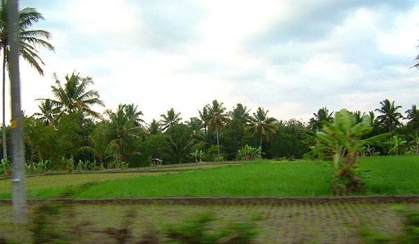 Rice Paddy